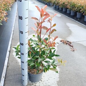 Photinia fraseri 'Red Robin'= 'Roodborstje' 60-80 cm cont. 5,0L - afbeelding 5