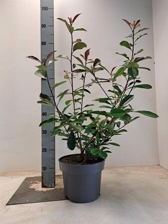 Photinia fraseri 'Red Robin'= 'Roodborstje' 60-80 cm cont. 5,0L - afbeelding 2