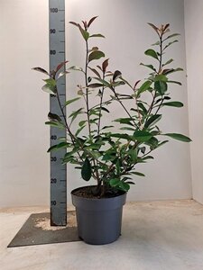 Photinia fraseri 'Red Robin'= 'Roodborstje' 60-80 cm cont. 5,0L - afbeelding 2