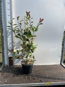 Photinia fraseri 'Red Robin'= 'Roodborstje' 60-80 cm cont. 5,0L - afbeelding 13