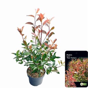 Photinia fraseri 'Red Robin'= 'Roodborstje' 60-80 cm cont. 5,0L - afbeelding 4