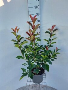 Photinia fraseri 'Red Robin'= 'Roodborstje' 80-100 cm cont. 5,0L - afbeelding 11