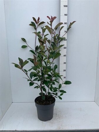 Photinia fraseri 'Red Robin'= 'Roodborstje' 80-100 cm cont. 7,5L - afbeelding 8