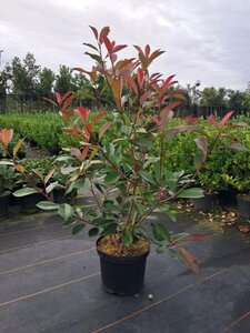 Photinia fraseri 'Red Robin'= 'Roodborstje' 80-100 cm cont. 7,5L - afbeelding 9