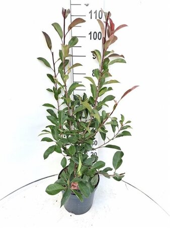 Photinia fraseri 'Red Robin'= 'Roodborstje' 80-100 cm cont. 7,5L - afbeelding 2
