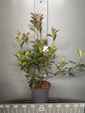 Photinia fraseri 'Red Robin'= 'Roodborstje' 80-100 cm cont. 7,5L - afbeelding 8