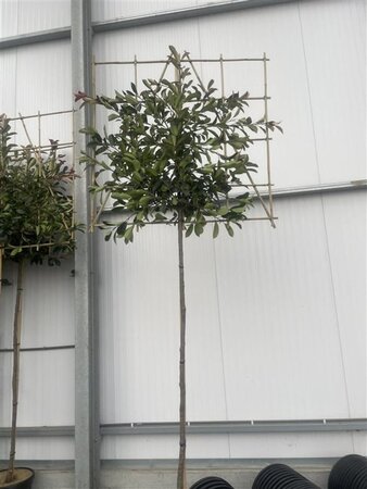 Photinia fraseri 'Red Robin'= 'Roodborstje' 8-10 Hoogstam cont. 30L SCHERM,br120xh120 180 cm stam
