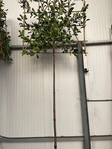 Photinia fraseri 'Red Robin'= 'Roodborstje' 8-10 STA4 cont. 30L screen,br120xh120 180 cm stem