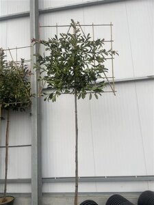 Photinia fraseri 'Red Robin'= 'Roodborstje' 8-10 STA4 cont. 30L screen,br120xh120 180 cm stem