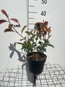 Photinia fraseri 'Red Robin'= 'Roodborstje' geen maat specificatie cont. 3,0L