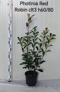 Photinia fraseri 'Red Robin'= 'Roodborstje' geen maat specificatie cont. 3,0L