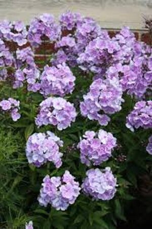 Phlox (P) 'Franz Schubert' geen maat specificatie 0,55L/P9cm - afbeelding 2