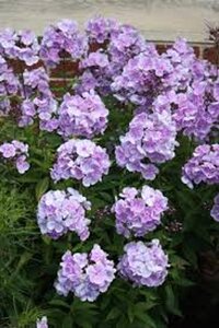 Phlox (P) 'Franz Schubert' geen maat specificatie 0,55L/P9cm - afbeelding 2