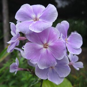 Phlox (P) 'Franz Schubert' geen maat specificatie 0,55L/P9cm - afbeelding 3