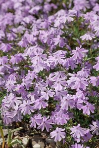Phlox (S) 'G.F. Wilson' geen maat specificatie 0,55L/P9cm