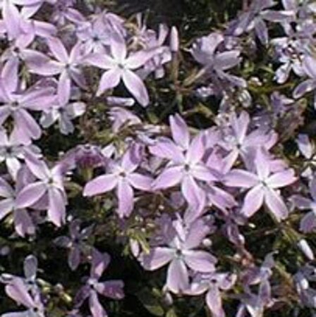 Phlox (S) 'G.F. Wilson' geen maat specificatie 0,55L/P9cm