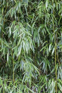 Phyllostachys humilis 100-125 cm cont. 10L