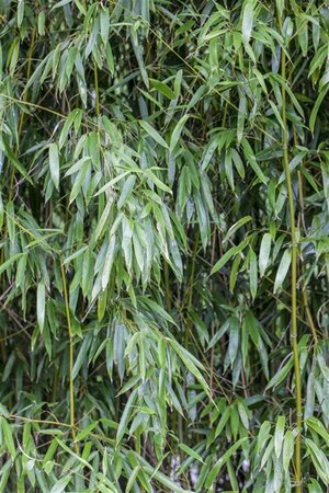 Phyllostachys humilis 125-150 cm cont. 10L