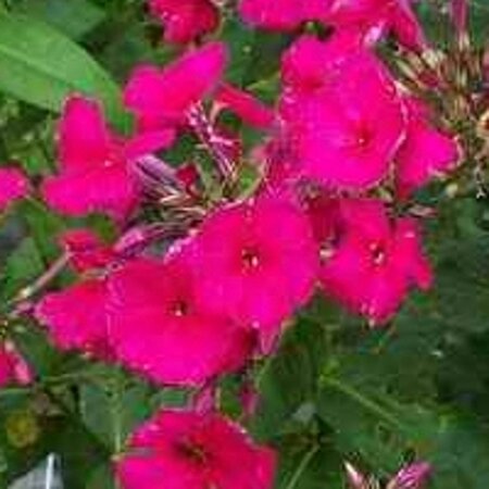 Phlox (P) 'Kirchenfürst' geen maat specificatie 0,55L/P9cm - afbeelding 1