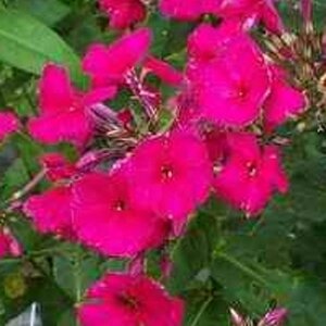 Phlox (P) 'Kirchenfürst' geen maat specificatie 0,55L/P9cm