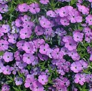 Phlox kelseyi 'Rosette' geen maat specificatie 0,55L/P9cm