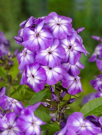 Phlox (P) 'Laura' geen maat specificatie 0,55L/P9cm - afbeelding 1