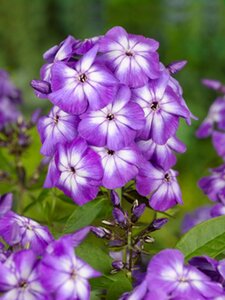 Phlox (P) 'Laura' geen maat specificatie 0,55L/P9cm - afbeelding 1
