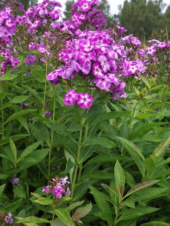 Phlox (P) 'Laura' geen maat specificatie 0,55L/P9cm - afbeelding 3