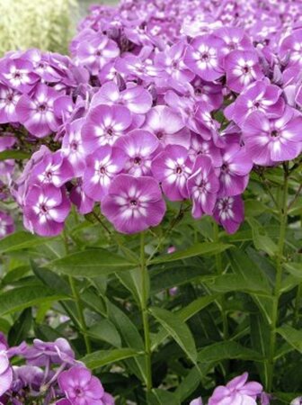 Phlox (P) 'Laura' geen maat specificatie 0,55L/P9cm - afbeelding 4