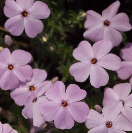 Phlox (D) 'Lilac Cloud' geen maat specificatie 0,55L/P9cm