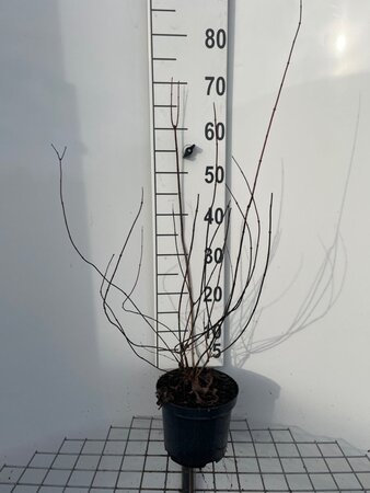 Philadelphus 'Lemoinei' 50-60 cm cont. 3,0L - afbeelding 1
