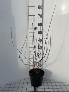 Philadelphus 'Lemoinei' 50-60 cm cont. 3,0L