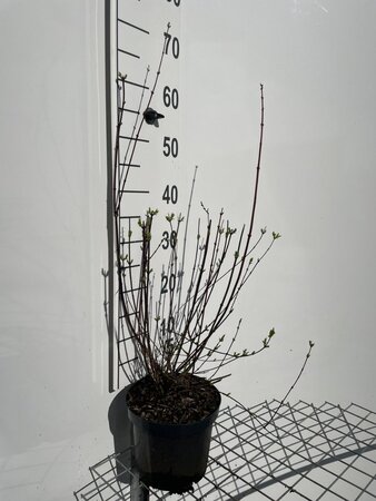 Philadelphus 'Lemoinei' 50-60 cm cont. 3,0L - afbeelding 1