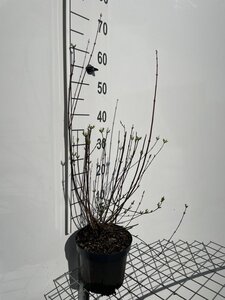 Philadelphus 'Lemoinei' 50-60 cm cont. 3,0L