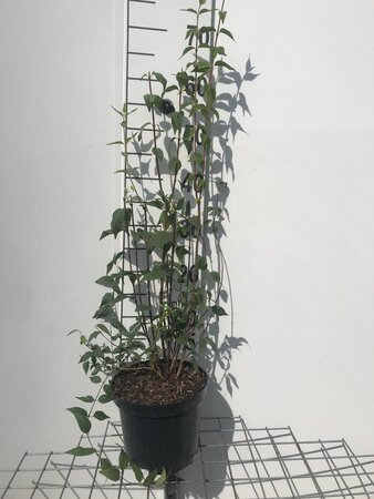 Philadelphus 'Lemoinei' 50-60 cm cont. 3,0L - afbeelding 2