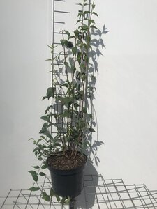 Philadelphus 'Lemoinei' 50-60 cm cont. 3,0L - afbeelding 2