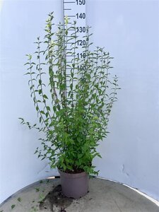 Philadelphus 'Lemoinei' 80-100 cm cont. 10L - afbeelding 7