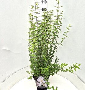 Philadelphus 'Lemoinei' 80-100 cm cont. 10L - afbeelding 6