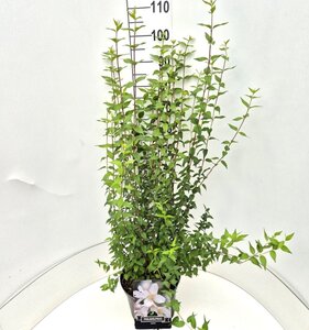 Philadelphus 'Lemoinei' 80-100 cm cont. 10L - afbeelding 5