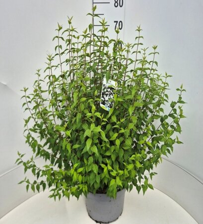 Philadelphus 'Lemoinei' 80-100 cm cont. 10L - afbeelding 5