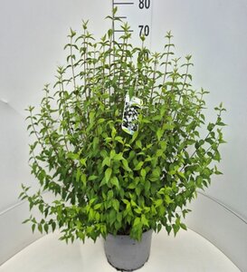 Philadelphus 'Lemoinei' 80-100 cm cont. 10L - afbeelding 5