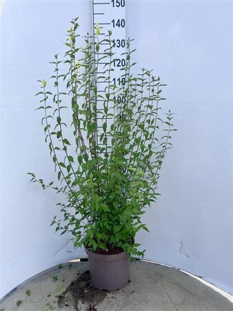 Philadelphus 'Lemoinei' 80-100 cm cont. 10L - image 4
