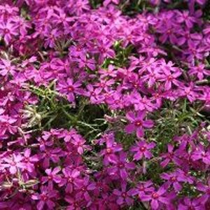 Phlox (S) 'MacDaniel's Cushion' geen maat specificatie 0,55L/P9cm - afbeelding 1