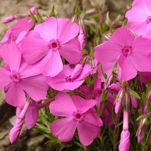 Phlox (S) 'MacDaniel's Cushion' geen maat specificatie 0,55L/P9cm - afbeelding 2