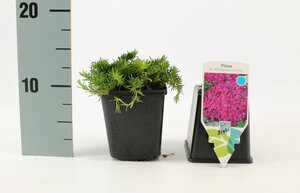 Phlox (S) 'MacDaniel's Cushion' geen maat specificatie 0,55L/P9cm