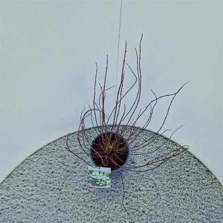 Philadelphus 'Manteau d'Hermine' 40-50 cm cont. 3,0L - afbeelding 1