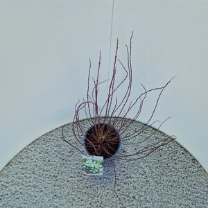 Philadelphus 'Manteau d'Hermine' 40-50 cm cont. 3,0L - afbeelding 1