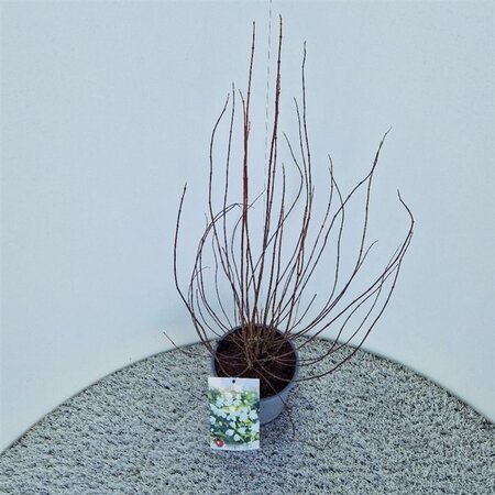 Philadelphus 'Manteau d'Hermine' 40-50 cm cont. 3,0L - afbeelding 2