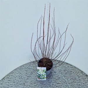 Philadelphus 'Manteau d'Hermine' 40-50 cm cont. 3,0L - afbeelding 2