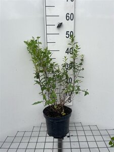 Philadelphus 'Manteau d'Hermine' 40-50 cm cont. 3,0L - afbeelding 2